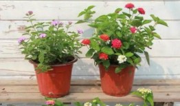 致远食堂爆料视频最新消息,揭秘校园美食背后的故事